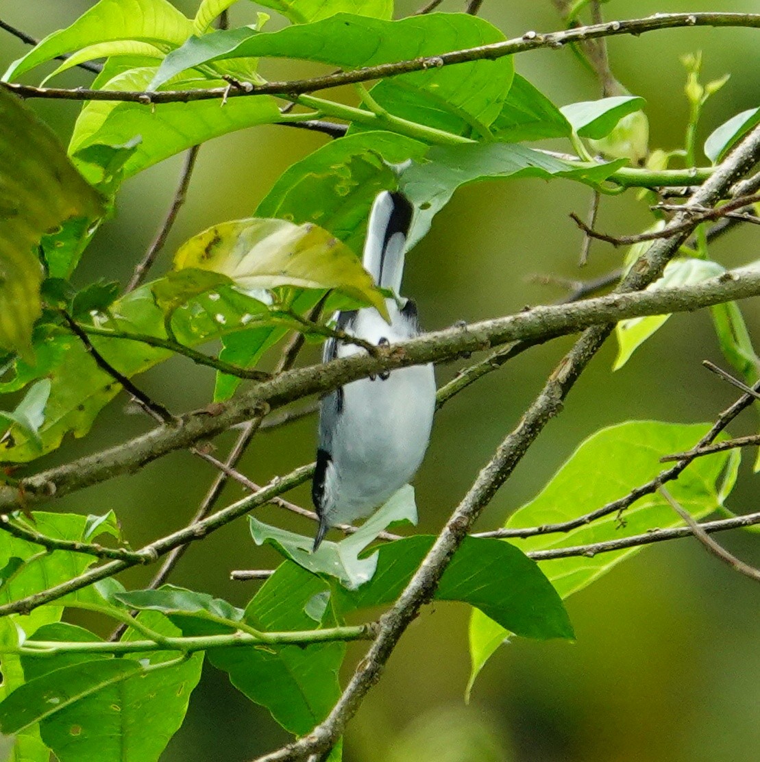 Tropical Gnatcatcher - ML645832106