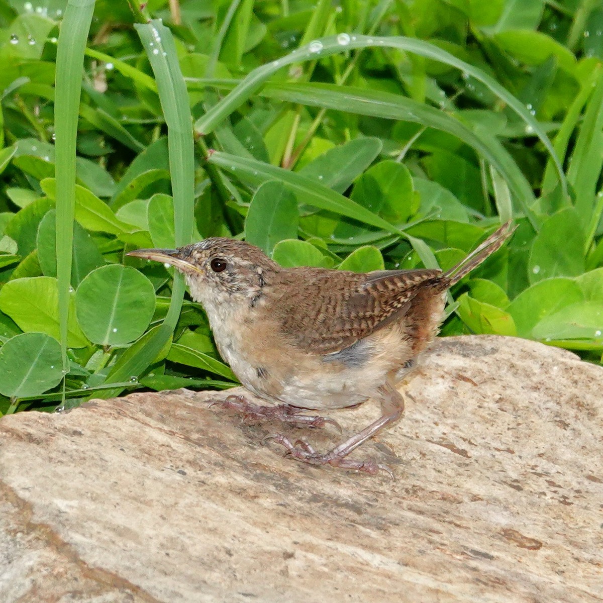 Southern House Wren - ML645832107