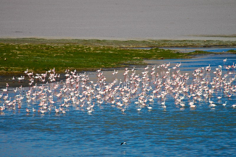 James's Flamingo - ML645832117