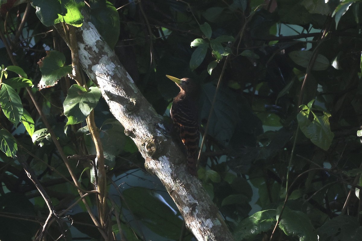 Bay Woodpecker - ML645832126