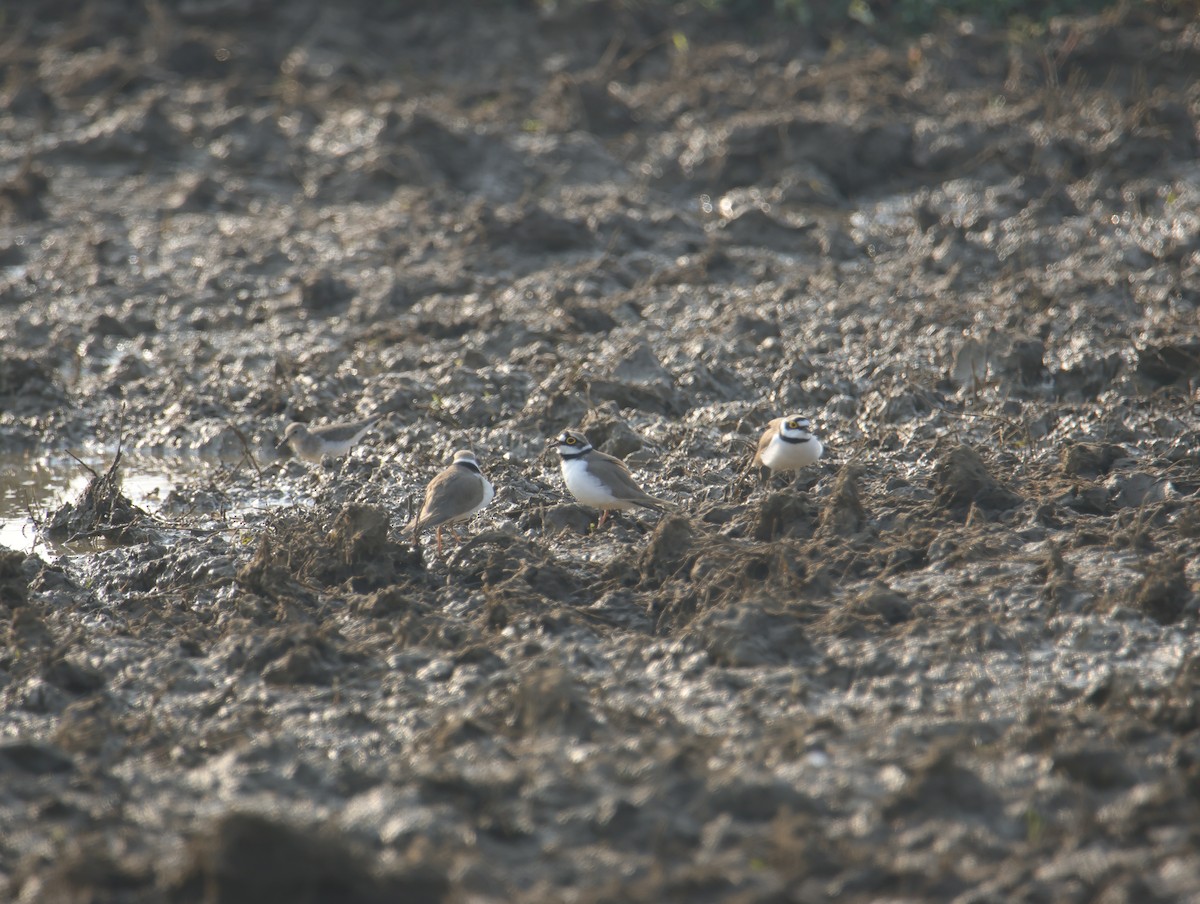 חופמי גדות - ML645832130