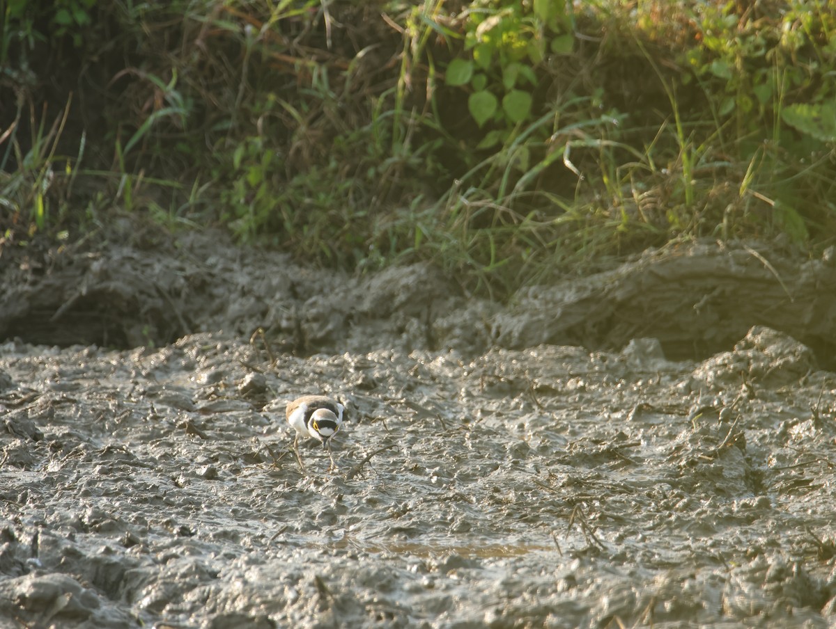 חופמי גדות - ML645832131