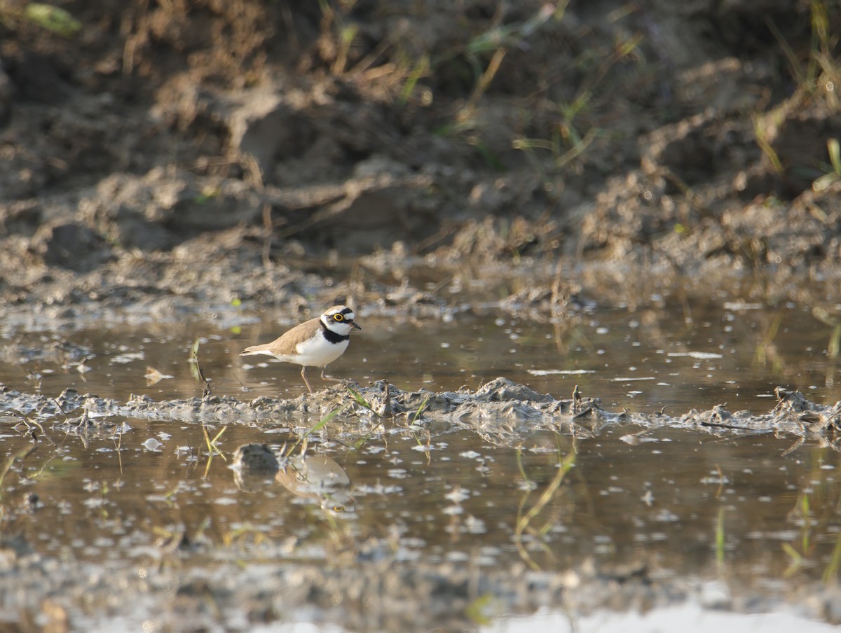 חופמי גדות - ML645832132