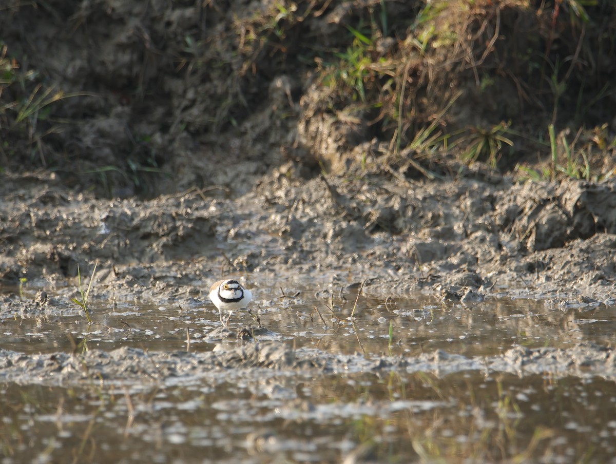 חופמי גדות - ML645832133
