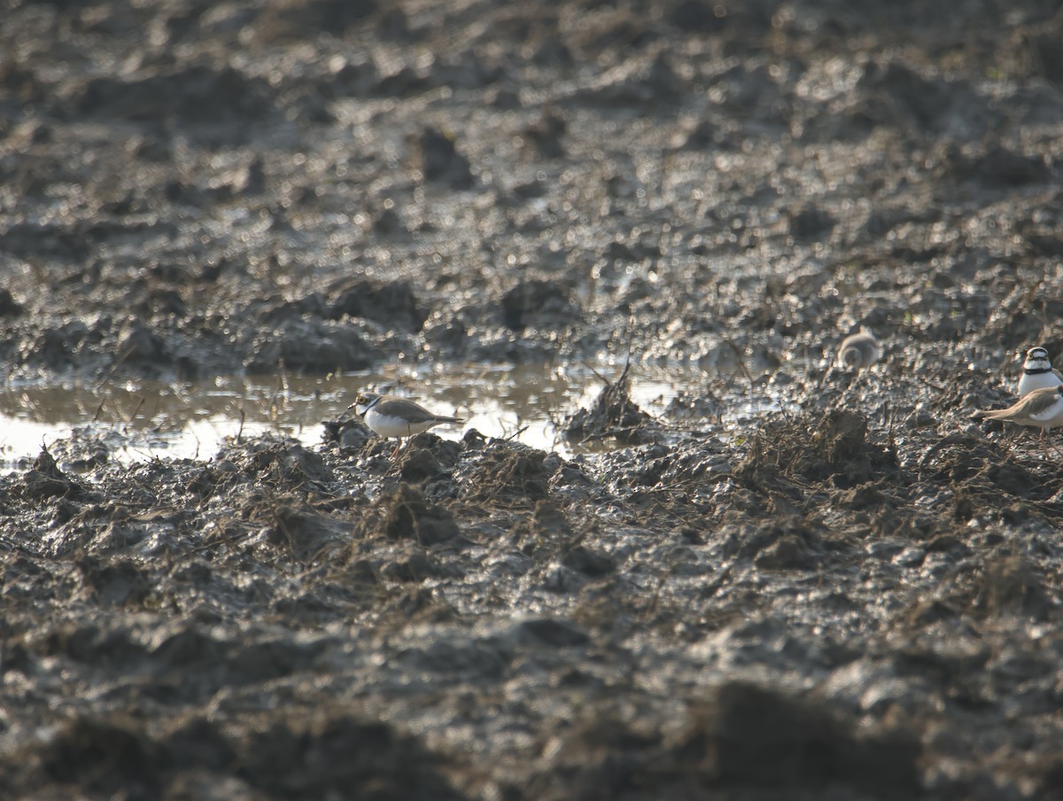 חופמי גדות - ML645832134