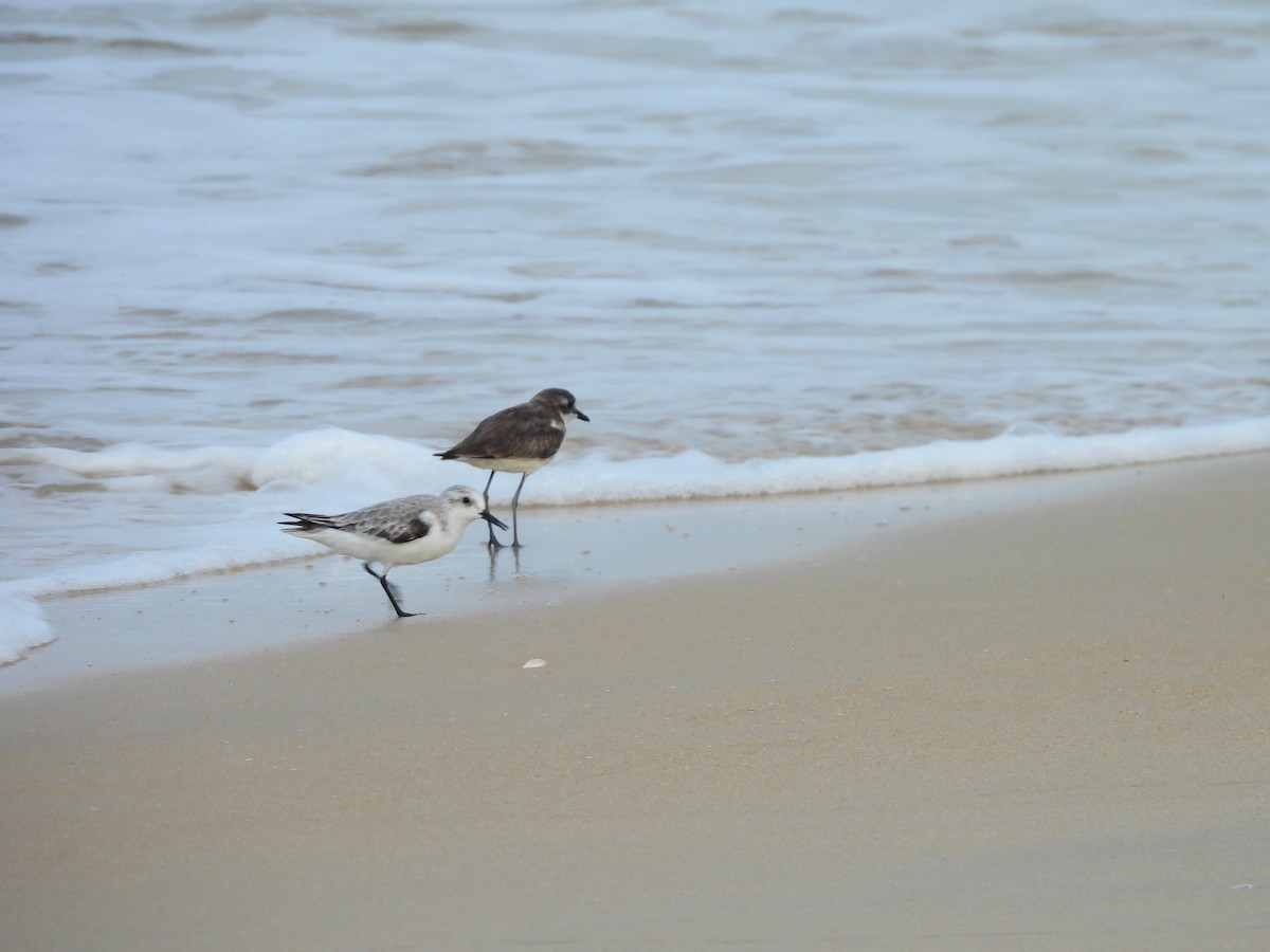 חופית לבנה - ML645832136