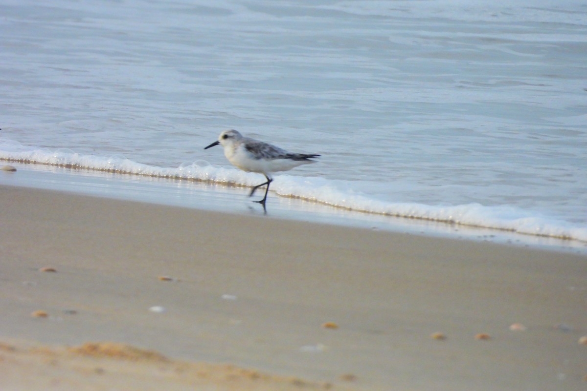 חופית לבנה - ML645832137