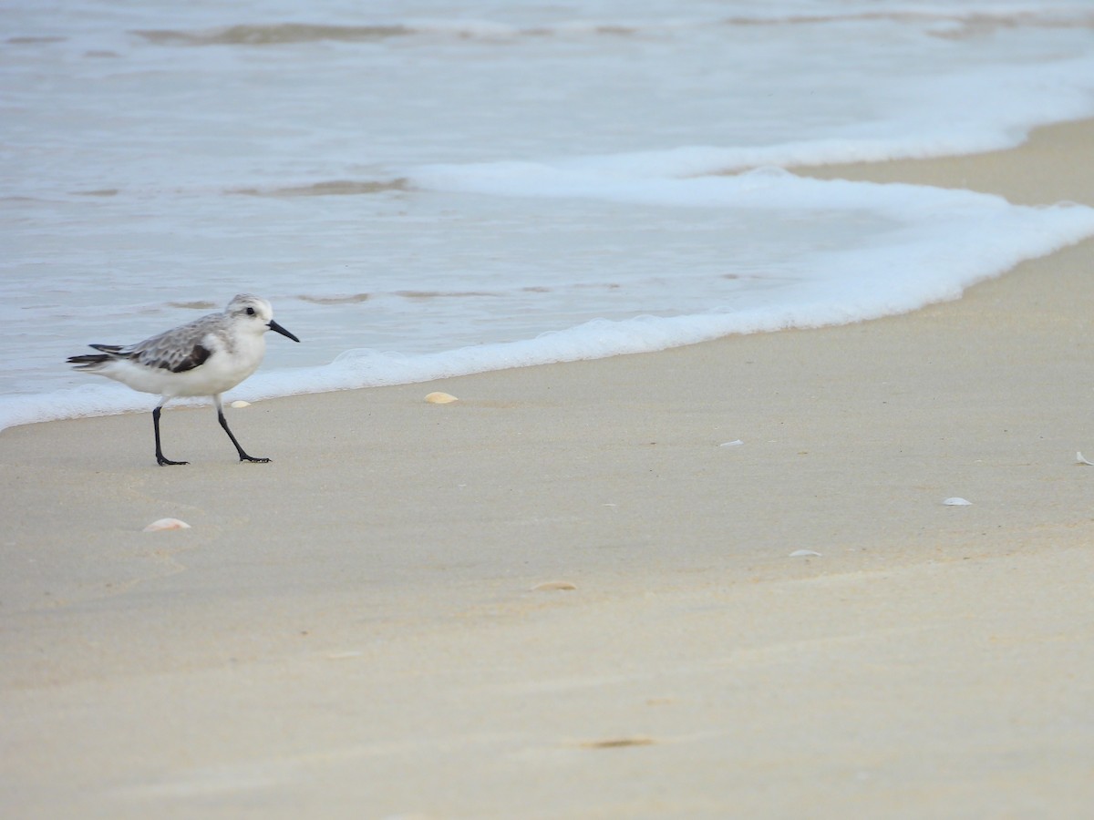 חופית לבנה - ML645832138