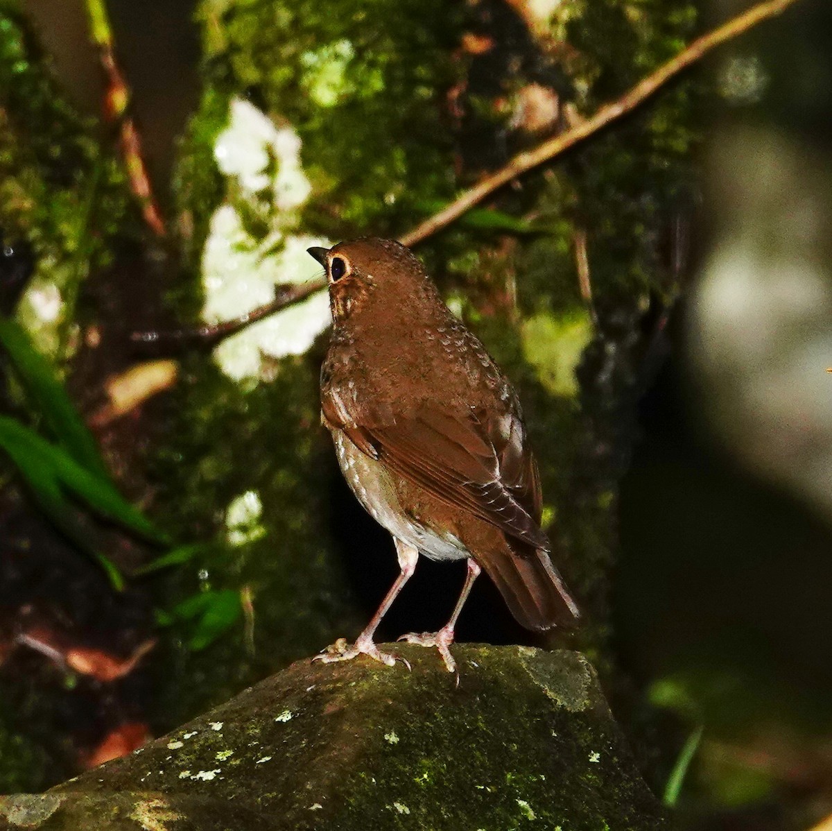 קיכלי זיתני - ML645832141