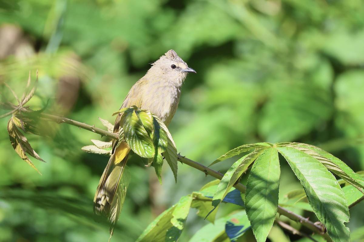 Flavescent Bulbul - ML645832143