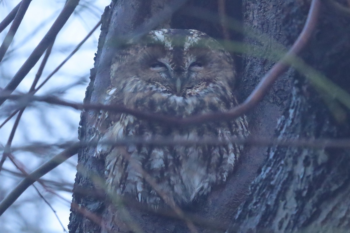 לילית מצויה - ML645832144