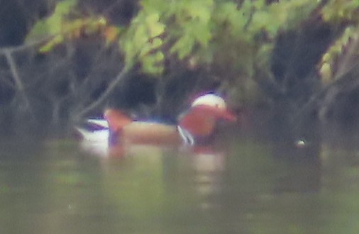 מנדרין סיני - ML645832145