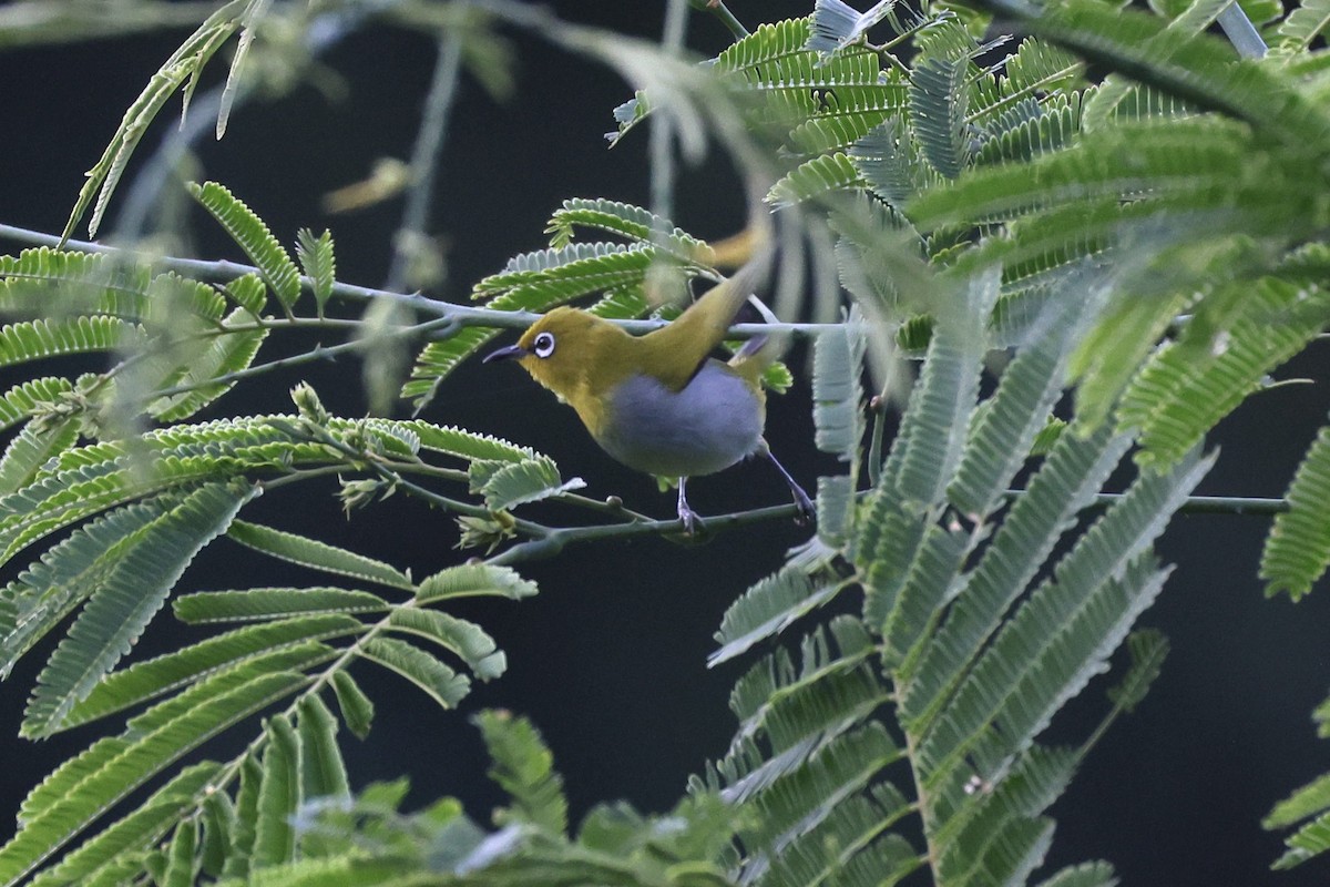 Indian White-eye - ML645832146