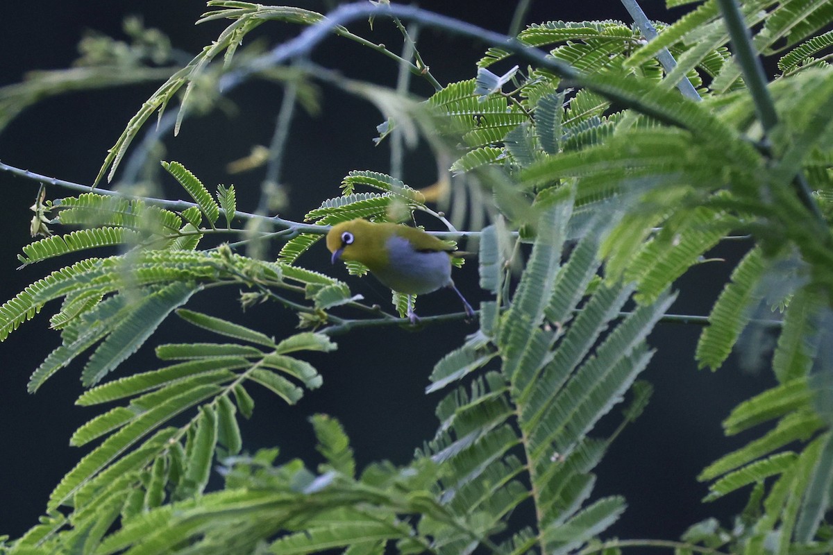 Indian White-eye - ML645832147