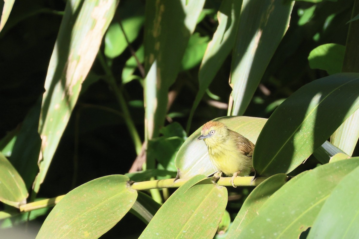 Pin-striped Tit-Babbler - ML645832149