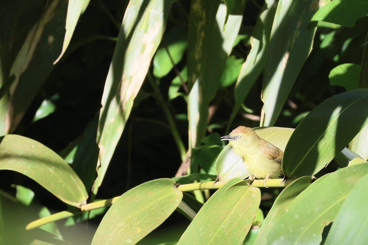Pin-striped Tit-Babbler - ML645832150