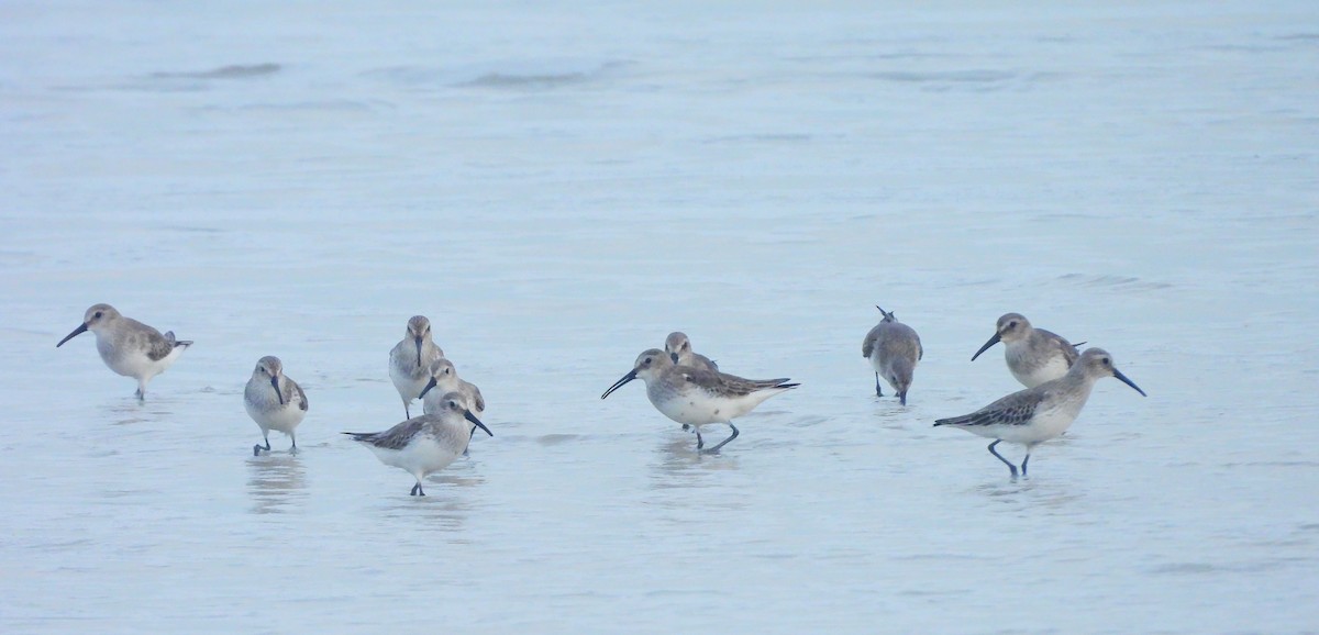 חופית אלפינית - ML645832151