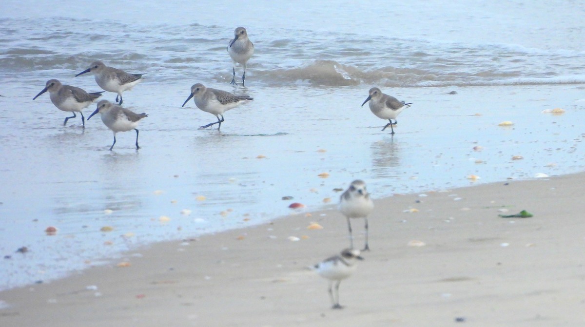 חופית אלפינית - ML645832152