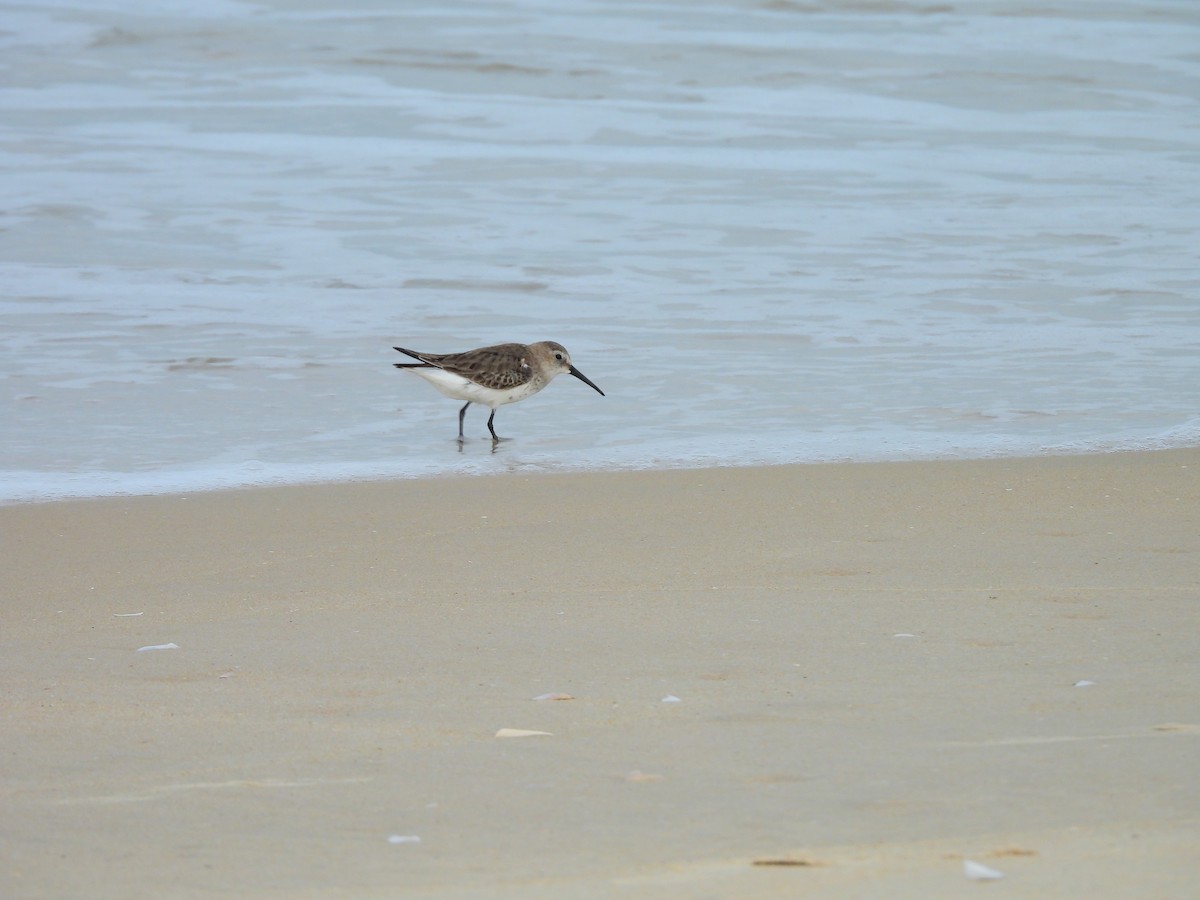 חופית אלפינית - ML645832153