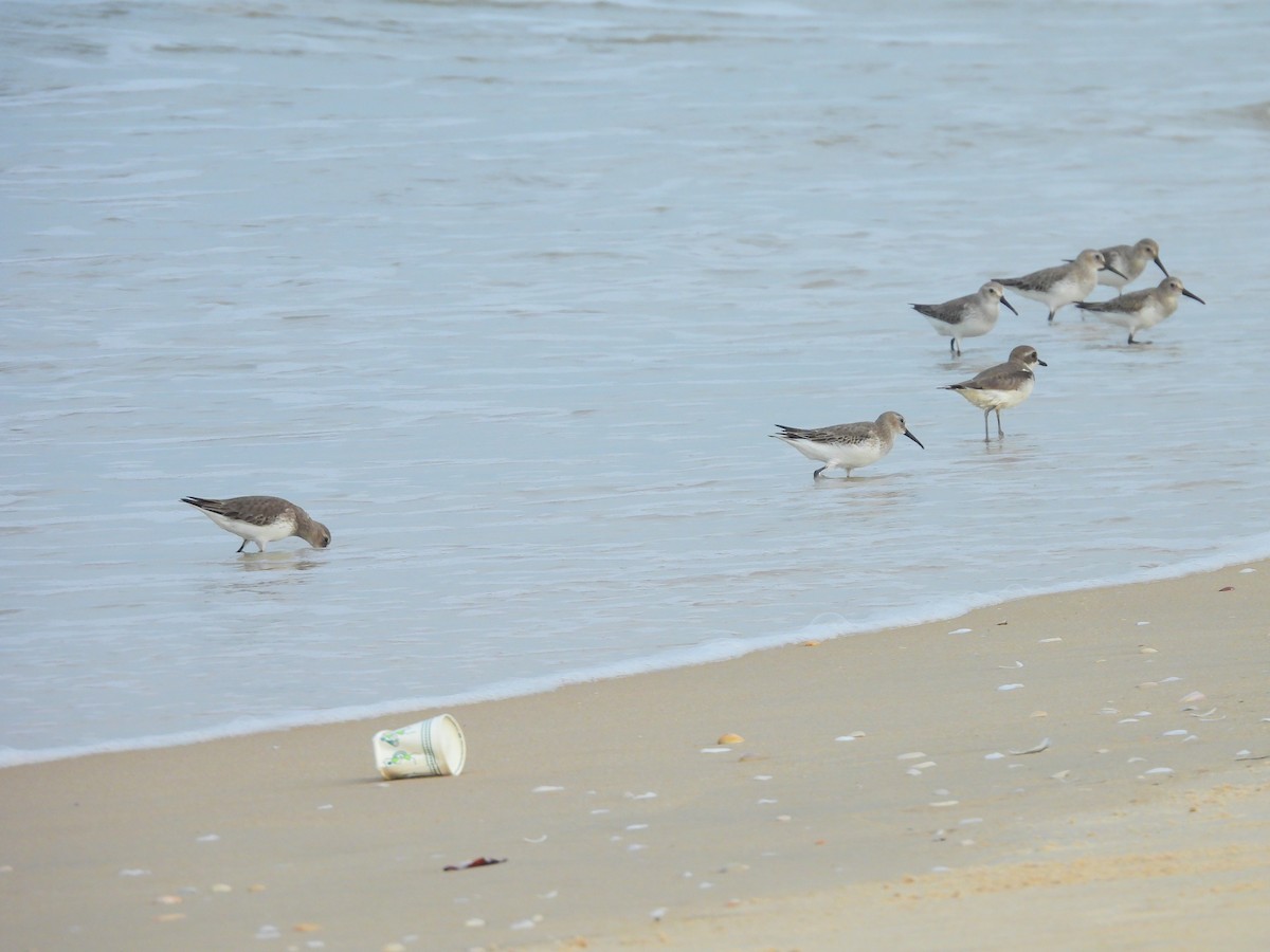 חופית אלפינית - ML645832154