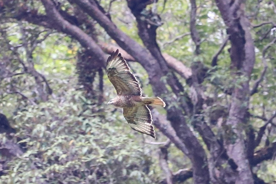 Himalayan Buzzard - ML645832155