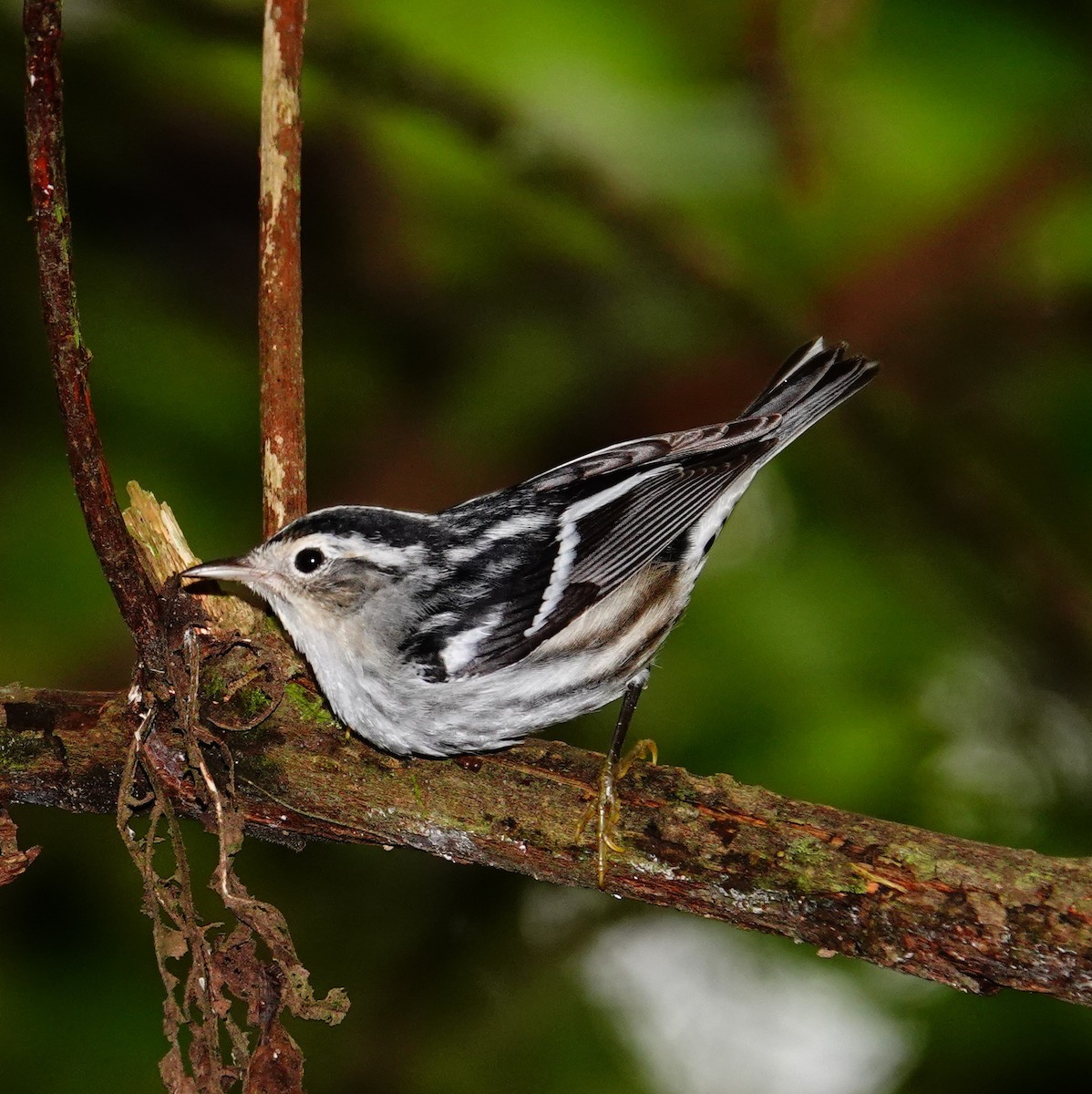 סבכון עקוד - ML645832156