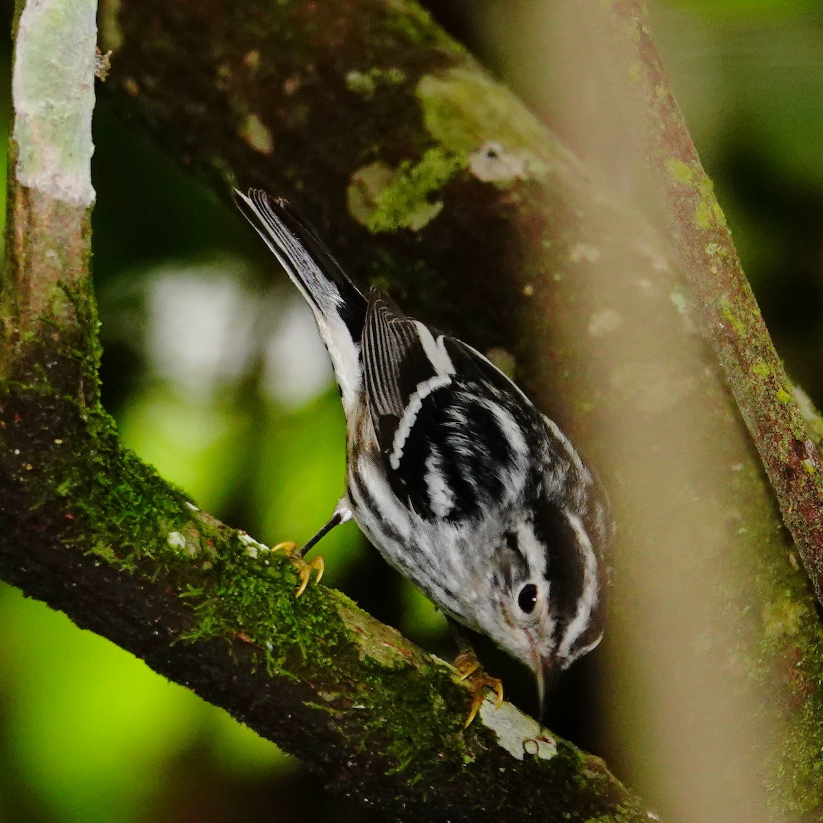 סבכון עקוד - ML645832157