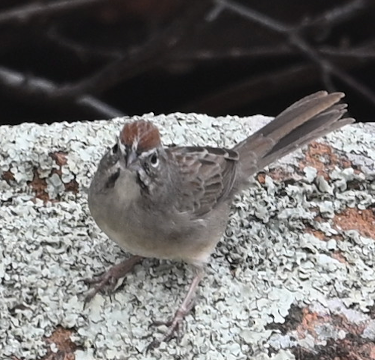 Rufous-crowned Sparrow - ML645832158