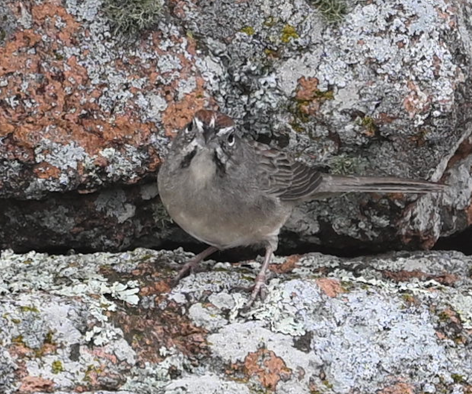 Rufous-crowned Sparrow - ML645832159
