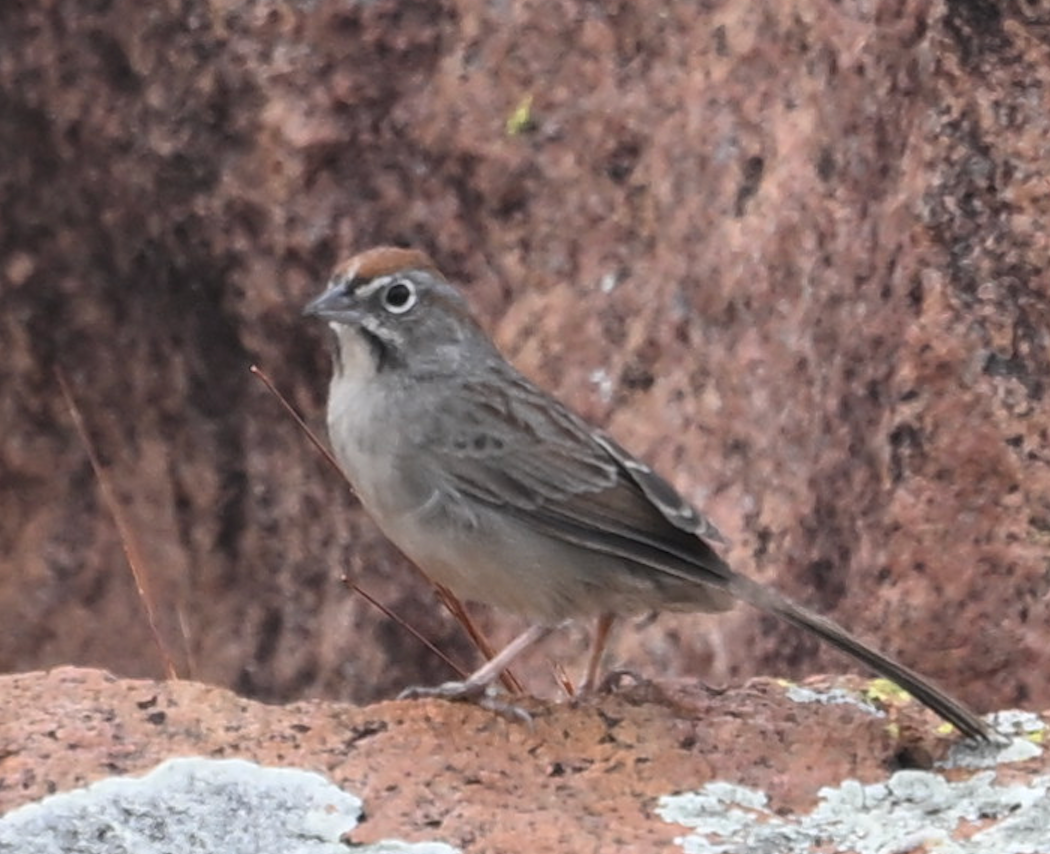 Rufous-crowned Sparrow - ML645832160