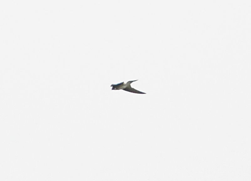 Asian House-Martin - ML645832161