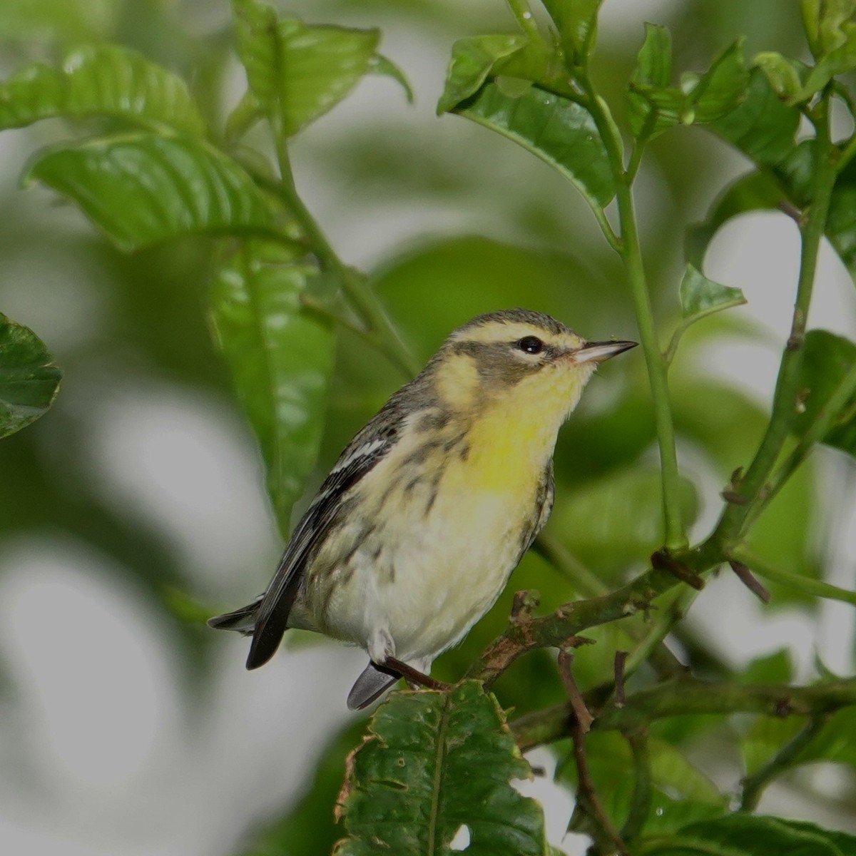 סבכון כתום-גרון - ML645832162