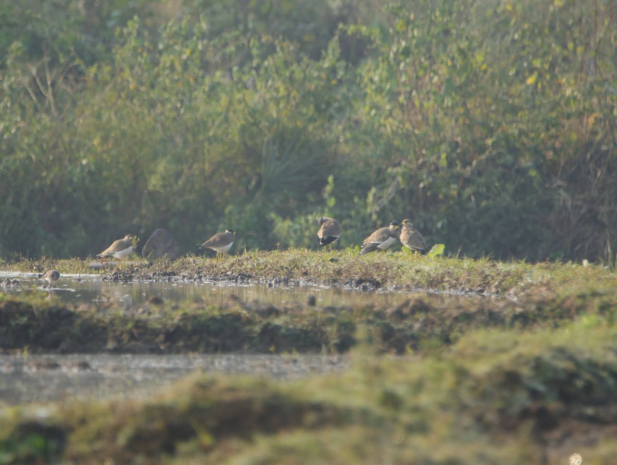 קיווית צהובת-שפם - ML645832166