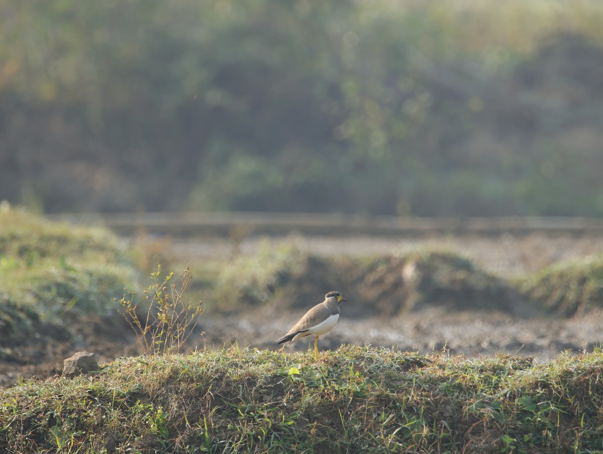 קיווית צהובת-שפם - ML645832167