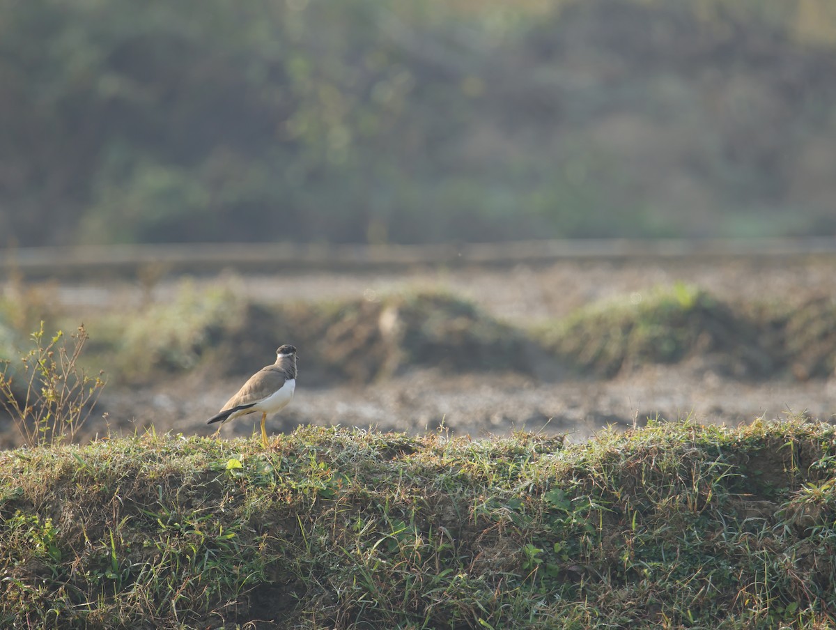 קיווית צהובת-שפם - ML645832168