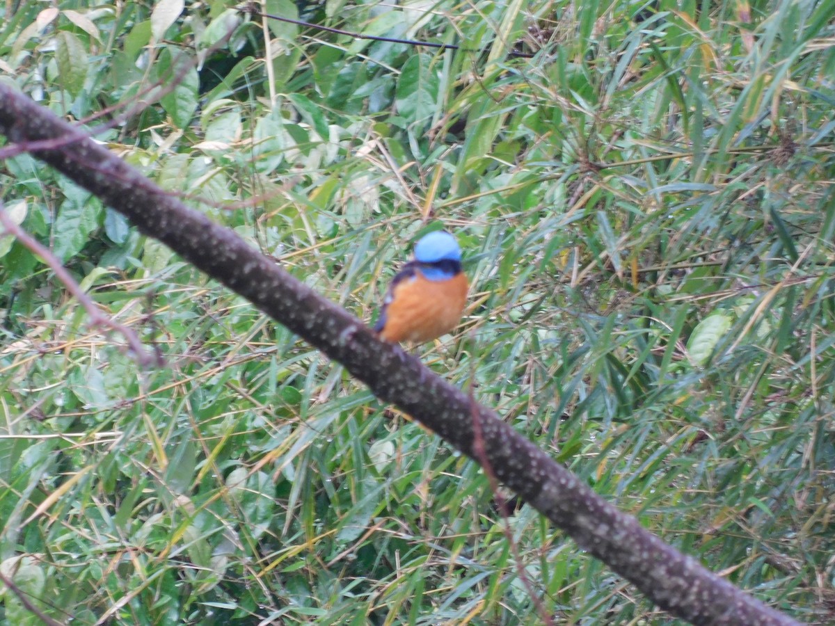 Blue-capped Rock-Thrush - ML645832171