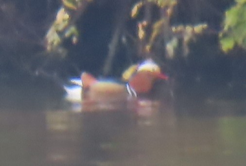 Mandarin Ördeği - ML645832173