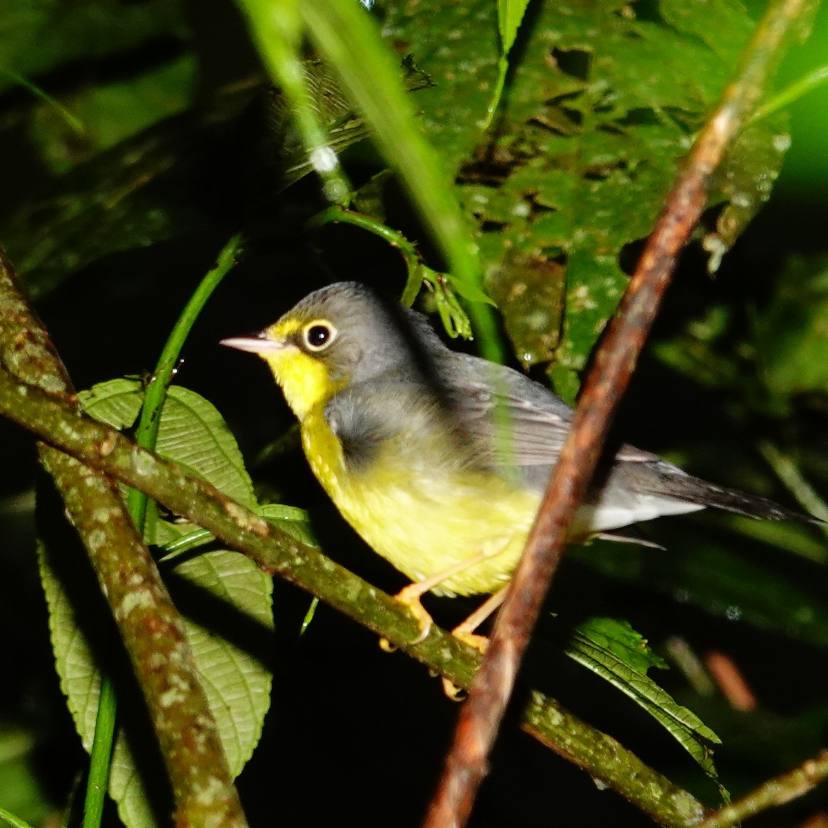 Paruline du Canada - ML645832174