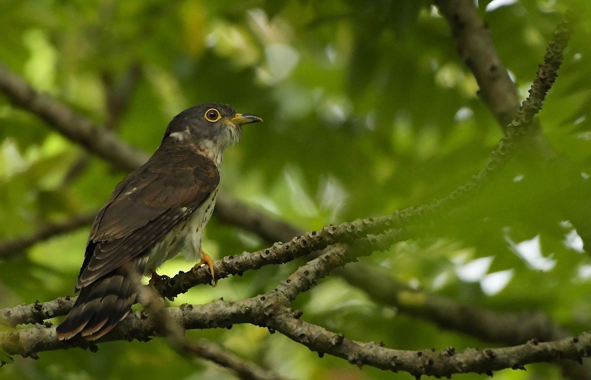 Malaysian Hawk-Cuckoo - ML645832175