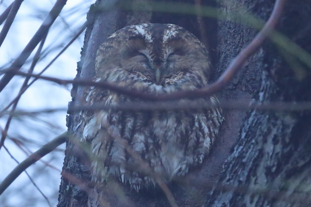 Chouette hulotte - ML645832176