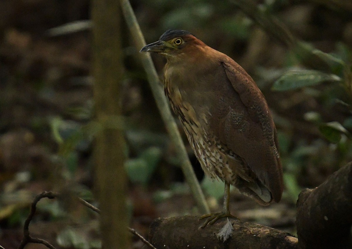 Malay Gece Balıkçılı - ML645832177