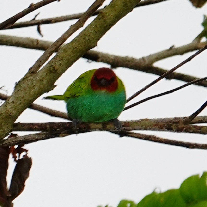 Bay-headed Tanager - ML645832188