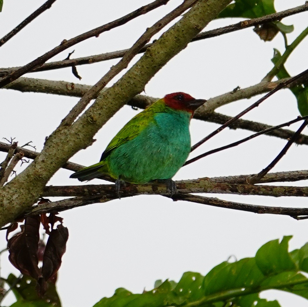 Tangara Cabecibaya - ML645832189