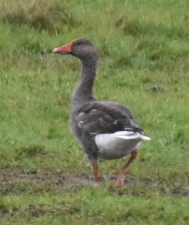Graylag Goose - ML645832191