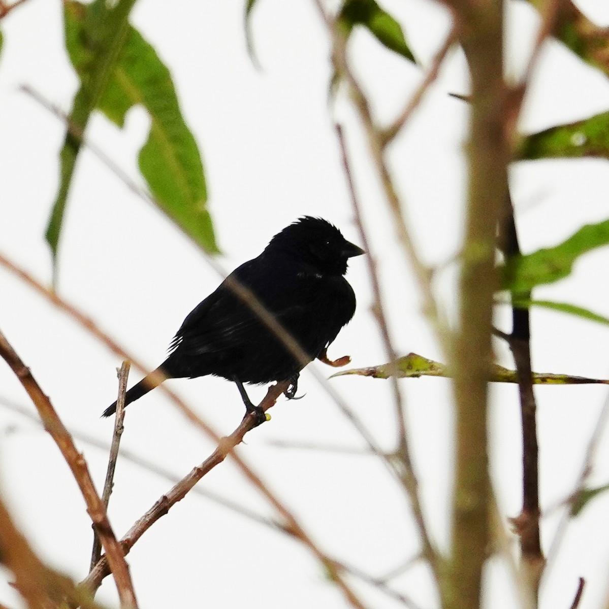 Blue-black Grassquit - ML645832192