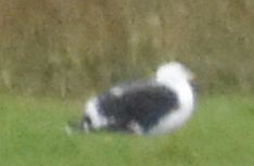 Great Black-backed Gull - ML645832193