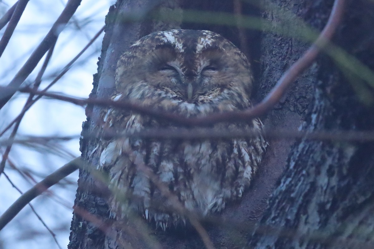 Tawny Owl - ML645832194