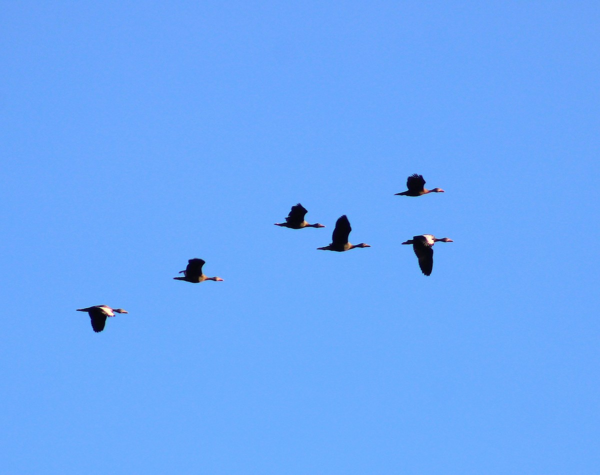 Black-bellied Whistling-Duck - ML645832195