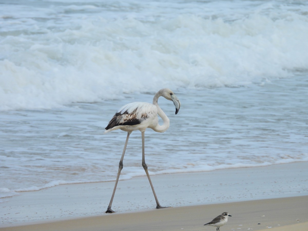 Greater Flamingo - ML645832197