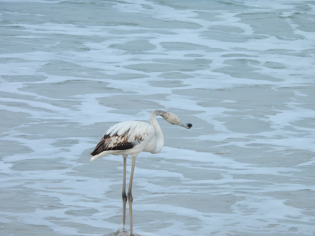 Greater Flamingo - ML645832198